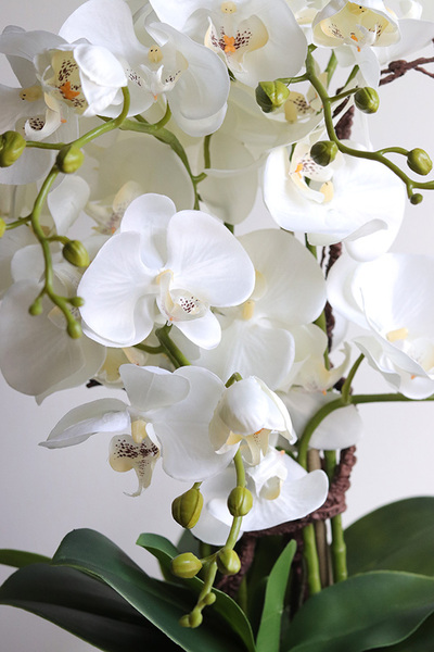 Ferelita Mineni 2, stylowy storczyk w doniczce ze wzorem