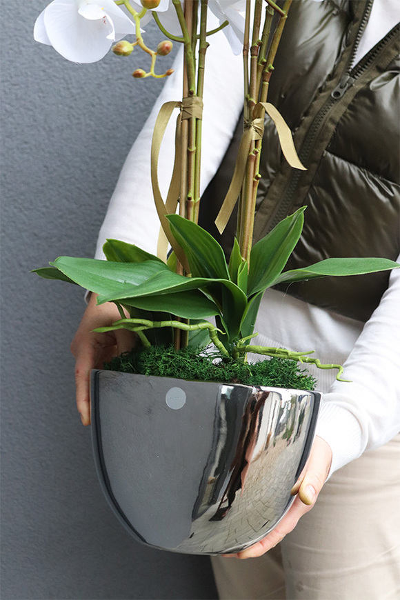 Cinderella Belida, śnieżnobiały storczyk w lustrzanej donicy