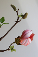 Magnolia Antique, kompozycja kwiatowa w złotym naczyniu