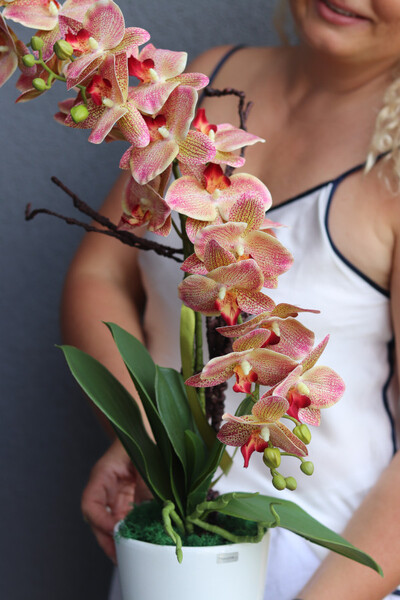 Granada Simple, gumowy storczyk w prostej donicy