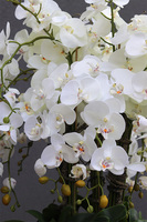 Golden Misteria Palace, ekskluzywny storczyk podłogowy, wys.196cm