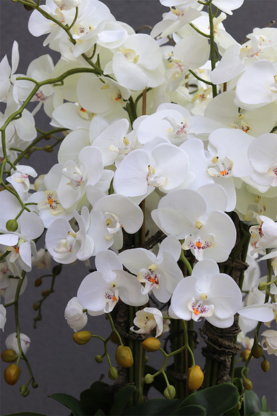 Golden Misteria Palace, ekskluzywny storczyk podłogowy, wys.196cm
