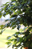 Fikus Benjamin, sztuczna roślina w doniczce