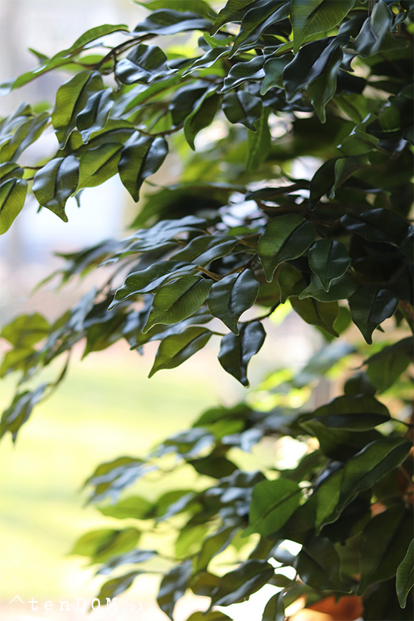 Fikus Benjamin, sztuczna roślina w doniczce