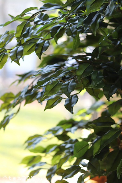 Fikus Benjamin, sztuczna roślina w doniczce