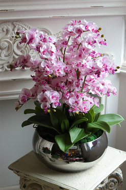 Pink Hotel, ekskluzywny storczyk w srebrnej donicy, wys.58cm 