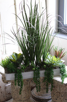 Arizona, kompozycja trawy & sukulenty do twojej donicy, wys.80cm 