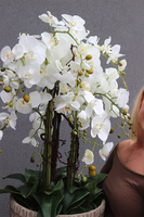 elegancki storczyk w donicy, Gefriata Boho, wys.94cm