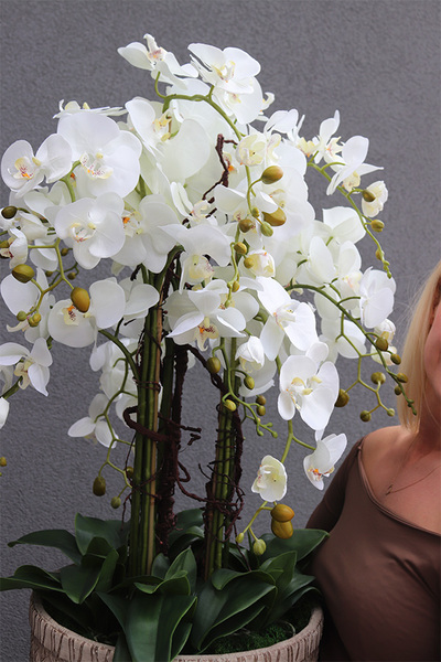 elegancki storczyk w donicy, Gefriata Boho, wys.94cm