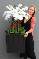 sztuczny storczyk we wkładzie Sylvinia Cubico