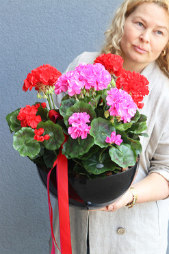 Pelargonie Dorotea, kompozycja nagrobna w misie  