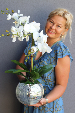 storczyk Explosion, Silver Ball 2, wys.57cm  