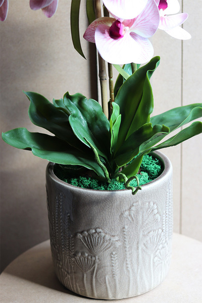 Pink Dandelions, gumowy storczyk w osłonce