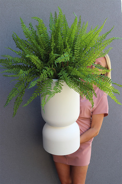 Moderno Fern, paproć w plastikowej donicy, wys.110cm