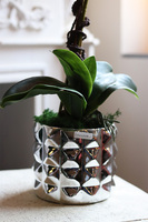 Heffrana Silver, koralowy storczyk sztuczny