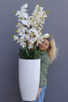 Grande Luise Fiberglass, gumowy storczyk w białej donicy