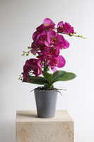 Fuksja Grimana, gumowy storczyk w naczyniu