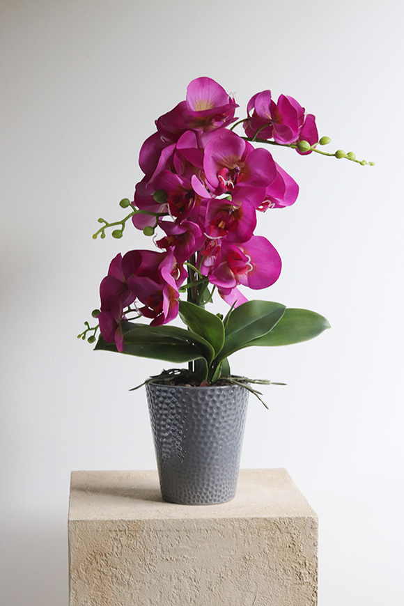 Fuksja Grimana, gumowy storczyk w naczyniu