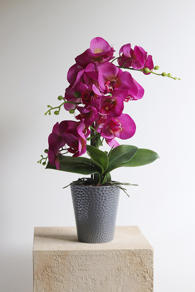 Fuksja Grimana, gumowy storczyk w naczyniu