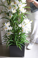 Ambasador Fiberglass Cymbydium, efektowny storczyk w czarnej donicy