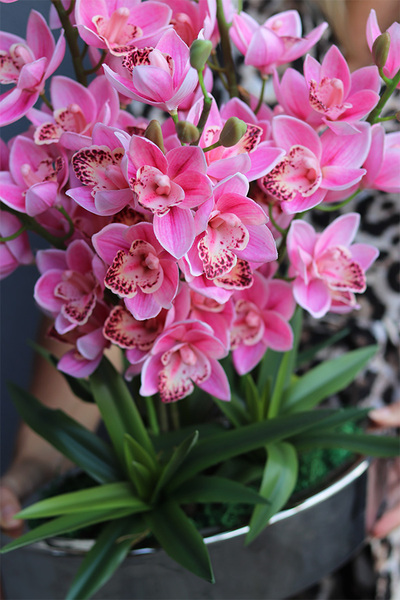 Barbie Manfredo, sztuczny storczyk w doniczce