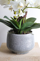 Ferelita Mineni 2, stylowy storczyk w doniczce ze wzorem