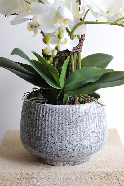 Ferelita Mineni 2, stylowy storczyk w doniczce ze wzorem