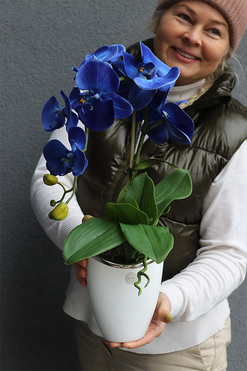 Chabrowy, niebieski storczyk w biało-srebrnej doniczce, wys.52cm