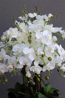 Czarny Mediolan Big, duży storczyk w wysokiej donicy