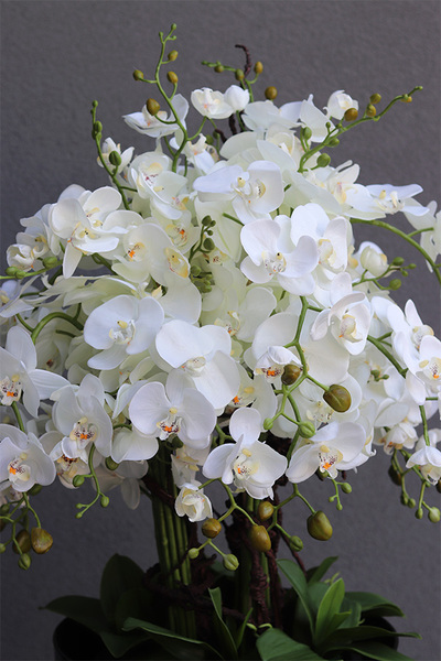 Czarny Mediolan Big, duży storczyk w wysokiej donicy