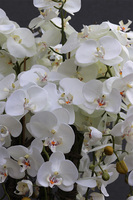 Golden Misteria Palace, ekskluzywny storczyk podłogowy, wys.196cm