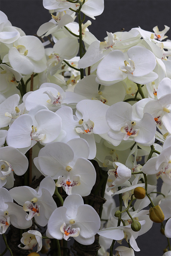 Golden Misteria Palace, ekskluzywny storczyk podłogowy, wys.196cm