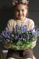 Lavendi Butterfly, lawenda w koszu z motylami