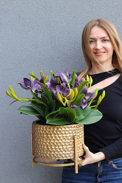 Goldenario Harlow 2, gumowy storczyk w złotej donicy