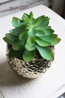 Gestree Gold, kompozycja sukulenty w złotej donicy, wys.17cm