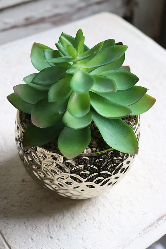 Gestree Gold, kompozycja sukulenty w złotej donicy, wys.17cm