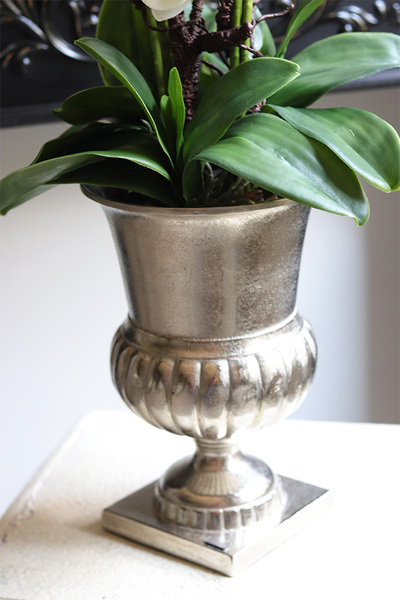 Silver Teranea, elegancki storczyk w pucharze