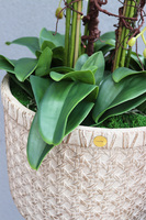 elegancki storczyk w donicy, Gefriata Boho, wys.94cm