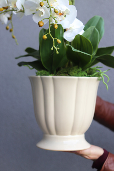 Kalestra, elegancki storczyk w kremowej donicy