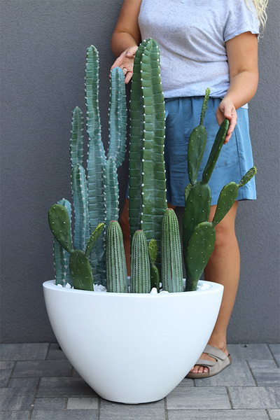 Revia Cacti Fiberglass, kaktusy w białej donicy