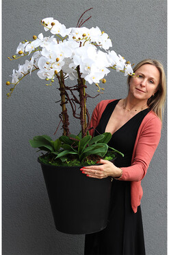 Sylvinia storczyk w Twoim wkładzie, wys.107cm