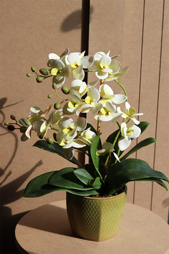 Olive, gumowy storczyk w doniczce, wys.50cm