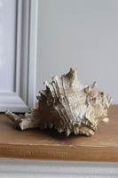 Marine, figurka dekoracyjna, muszla