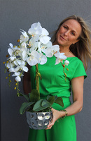 storczyk w srebrnej osłonce, Silver Bowl