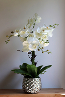 Louisiana Silver, sztuczny storczyk w lustrzanej donicy,