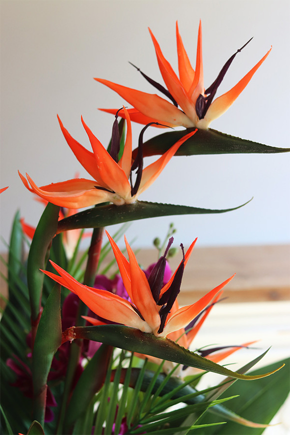 Strelicja&Orchidea Concrete, egzotyczna kompozycja