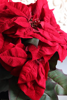 Gwiazda Betlejemska Black, flowerbox zimowy, czarny welur