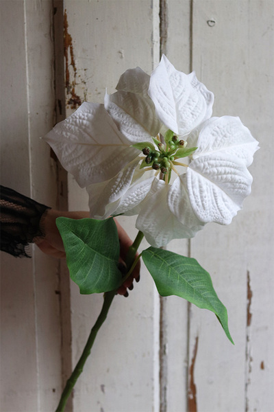 Biała Gwiazda Betlejemska, świąteczny kwiat poinsecji