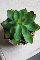 Gestree Gold, kompozycja sukulenty w złotej donicy, wys.17cm