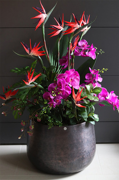 Strelicja&Orchidea Lux, egzotyczna kompozycja, wys.120cm